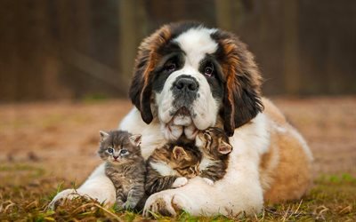 St Bernard dog, big dog and kittens, cute animals, friends, pets, American Bobtail, cats, Bernhardiner, Alpine Mastiff