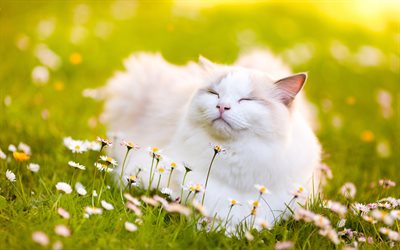 Ragdoll, lawn, denectic cat, bokeh, cute animals, white Ragdoll, cats, pets, Ragdoll Cats