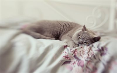 Gray British cat, bed, dreaming cat, pets, cats, British short-haired cat