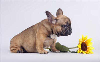 Pug, little brown puppy, sunflower, cute little animals, dogs