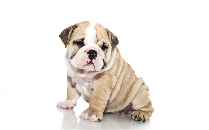 bulldog inglese, poco simpatico cucciolo di cane su sfondo bianco, animali domestici, cani