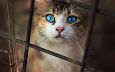 cat with blue eyes, pets, little cats, long mustache, kittens, frightened look, cats