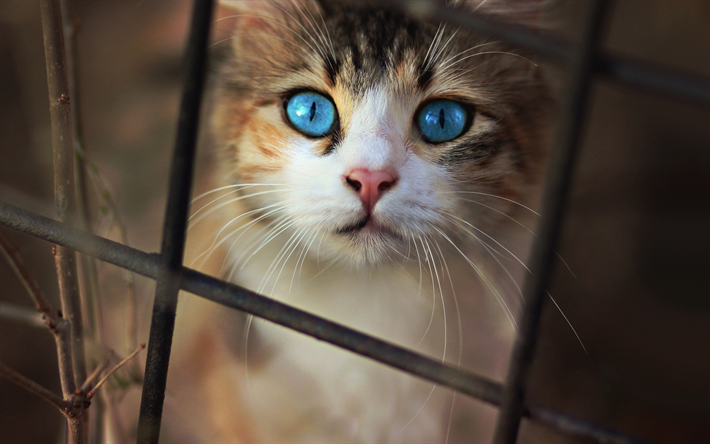gatto con gli occhi azzurri, animali domestici, piccoli gatti, lunghi baffi, gattini, sguardo spaventato, gatti