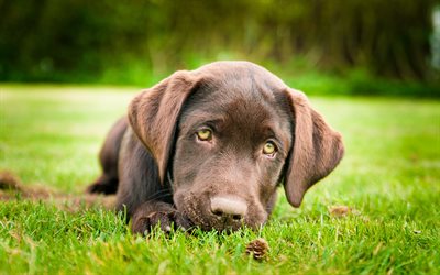 Chesapeake Bay Retriever, lawn, dogs, brown dog, puppy, green grass, pets, cute animals, Chesapeake Bay Retriever Dog