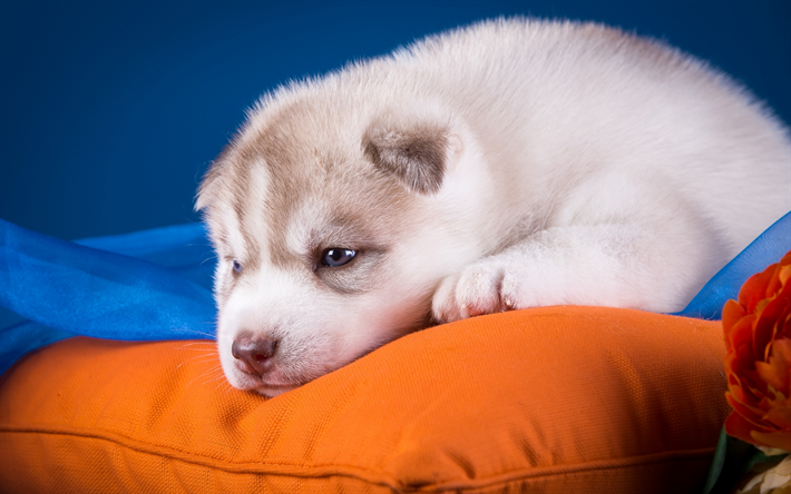 ハスキー, 白い小さな子犬, ペット, 小型犬, シベリアンハスキー, かわいい動物たち, 犬