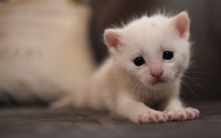 pequeno gatinho branco, preto olhos grandes, gato branco, animais de estima&#231;&#227;o, gatos