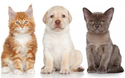 ginger kitten, puppy, cats and dog, friends, Labrador retriever, Burmese cat, Maine coon, pets, cute animals