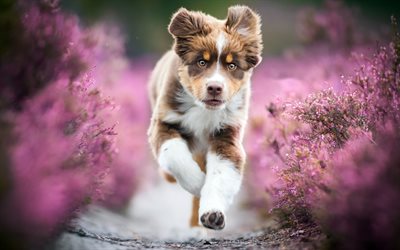 Australian Shepherd, lavender, bokeh, cute Aussie, running dog, pets, dogs, Aussie, Australian Shepherd Dog, Aussie Dog