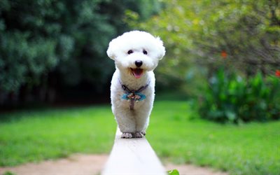 Bichon Frise, close-up, bokeh, pets, dogs, park, white dog, cute animals, Bichon Frise Dog