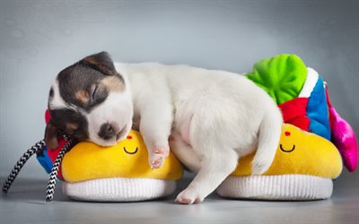 Beagle, sleeping puppy, cute dog, pets, small Beagle, dogs, cute animals, Beagle Dog