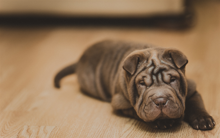 Shar Pei, small gray puppy, cute animals, pets, dogs, puppy on the floor