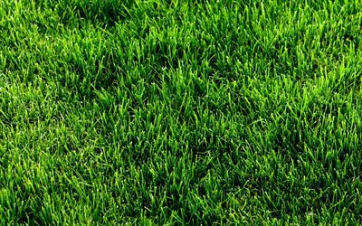 緑の芝生の質感, 植物感, グリーンバック, 近, 草感, 緑の芝生, マクロ, 芝トップ, 草背景