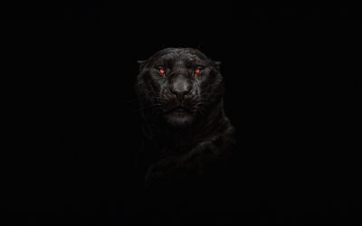 pantera nera, 4k, predatori, minimal, sfondo nero, pantera, gli occhi rossi