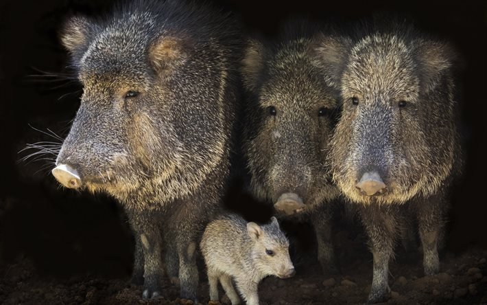 Wild boar, little boar, family of wild boars, wildlife, wild animals, wild swine