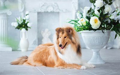 domestic dogs, collie, white flowers, kind dog