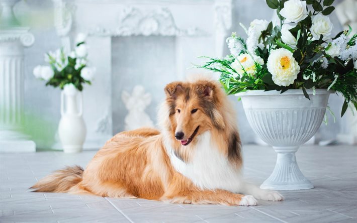 i cani domestici, collie, fiori bianchi, tipo cane