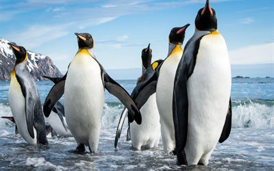 pinguins, aves marinhas, Ant&#225;rtica, gelo