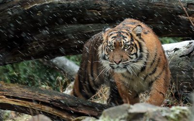 winter, tiger, wildlife, snow, Sumatran tiger