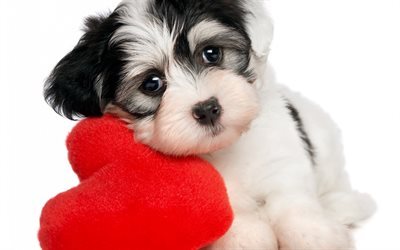 chien, coeur rouge, le chiot, le Jour de Valentines
