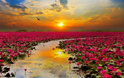 river, lotus flowers, sunset, bird