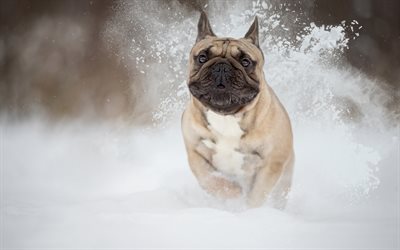 French Bulldog, winter, snow, running dog, pets