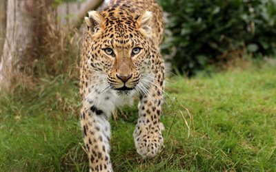 leopard, wild cat, predator, wildlife, wild animals