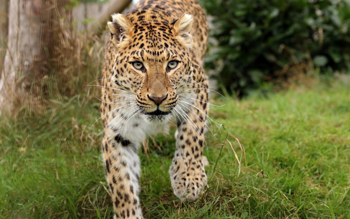 leopar, yaban kedisi, yırtıcı, vahşi hayvanlar, yabani hayvanlar
