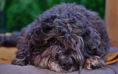 4k, Flanders Bouvier, fluffy dog, pets, cute animals, Bouvier des Flandres, dogs, Flanders Bouvier Dog