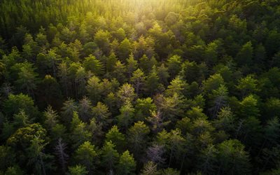 green forest, top view, trees, sunset, sunlight