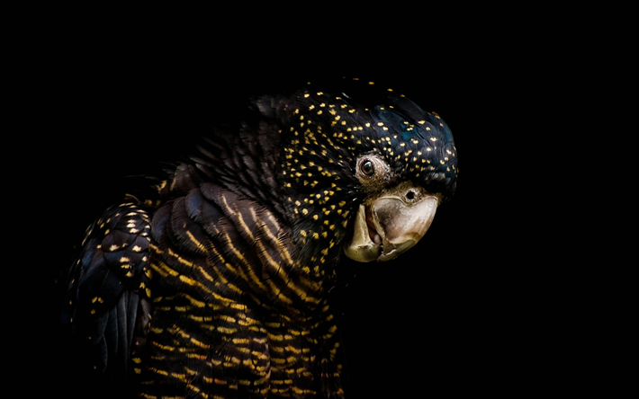 De-cara-roxa preta, Austr&#225;lia, black parrot, aves tropicais, preto cacatuas