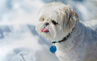 shih-tzu, white small puppy, winter, snow, dog, pets