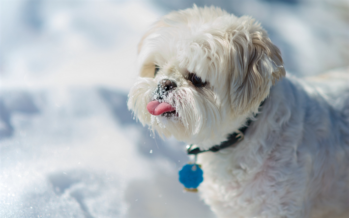 shih-tzu, white small puppy, winter, snow, dog, pets