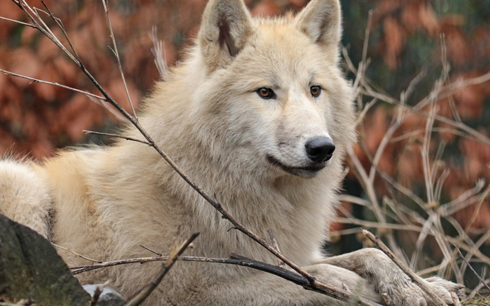 valkoinen susi, mets&#228;n el&#228;imet, saalistajat, wildlife, sudet