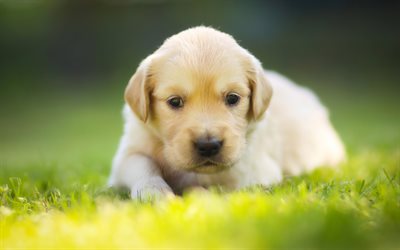 small labrador, cute animals, white puppy, small dog, green grass, 4k, Labrador Retriever