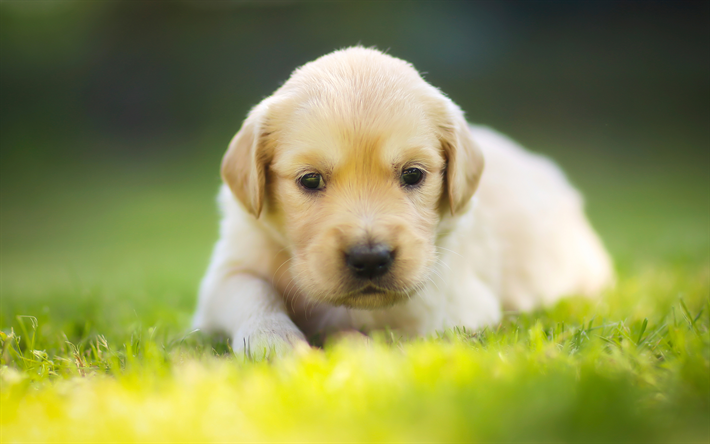 pequeno labrador, animais fofos, branca filhote de cachorro, c&#227;o de pequeno porte, grama verde, 4k, Labrador Retriever
