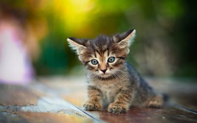 small kitten, long ears, cute animals, little cats, gray kitten