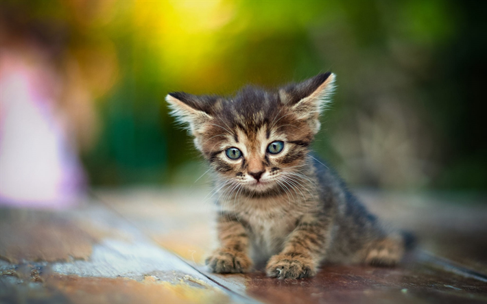 Download wallpapers small kitten, long ears, cute animals, little cats ...