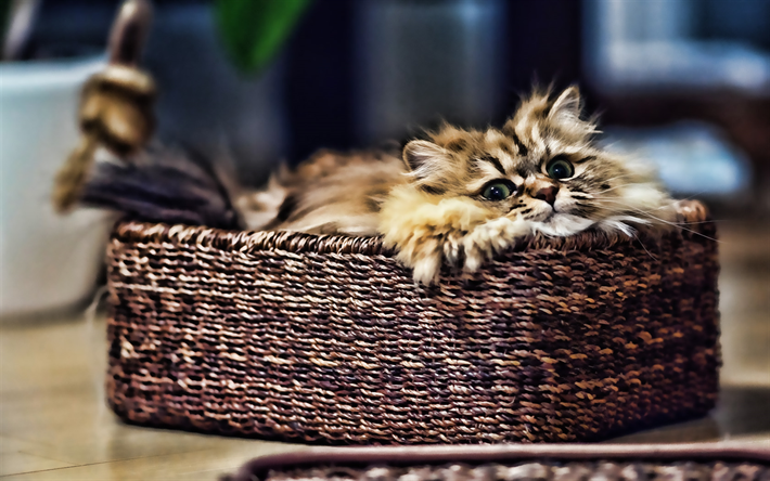 Gato persa, HDR, gato en una cesta, esponjoso gato, bokeh, el gato gris, los gatos, los gatos dom&#233;sticos, mascotas, gris, animales lindos, persa
