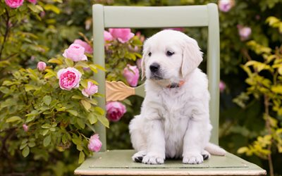 blanco labrador, blanco lindo cachorro, perro peque&#241;o, mascotas, cachorros, perros perdigueros