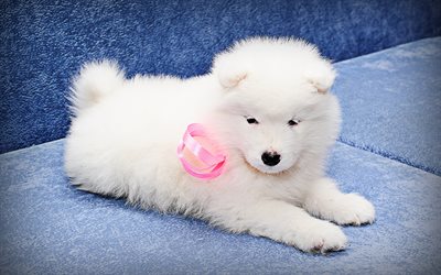 Samoyedo, cachorro, perro blanco, cachorro con arco, animales lindos, peludo perro, perros, mascotas, Perro Samoyedo