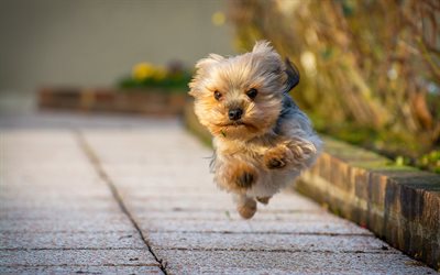 yorkshire terrier, running dog, funny dogs, cute animals, pets, dogs