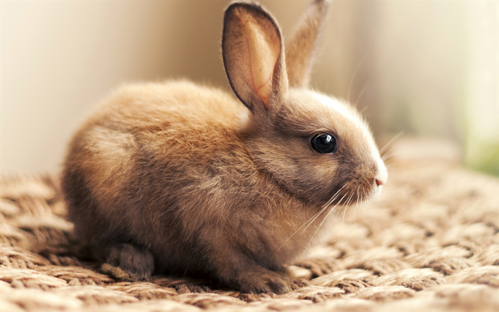 little bunny, cute animals, brown cute bunny, Easter