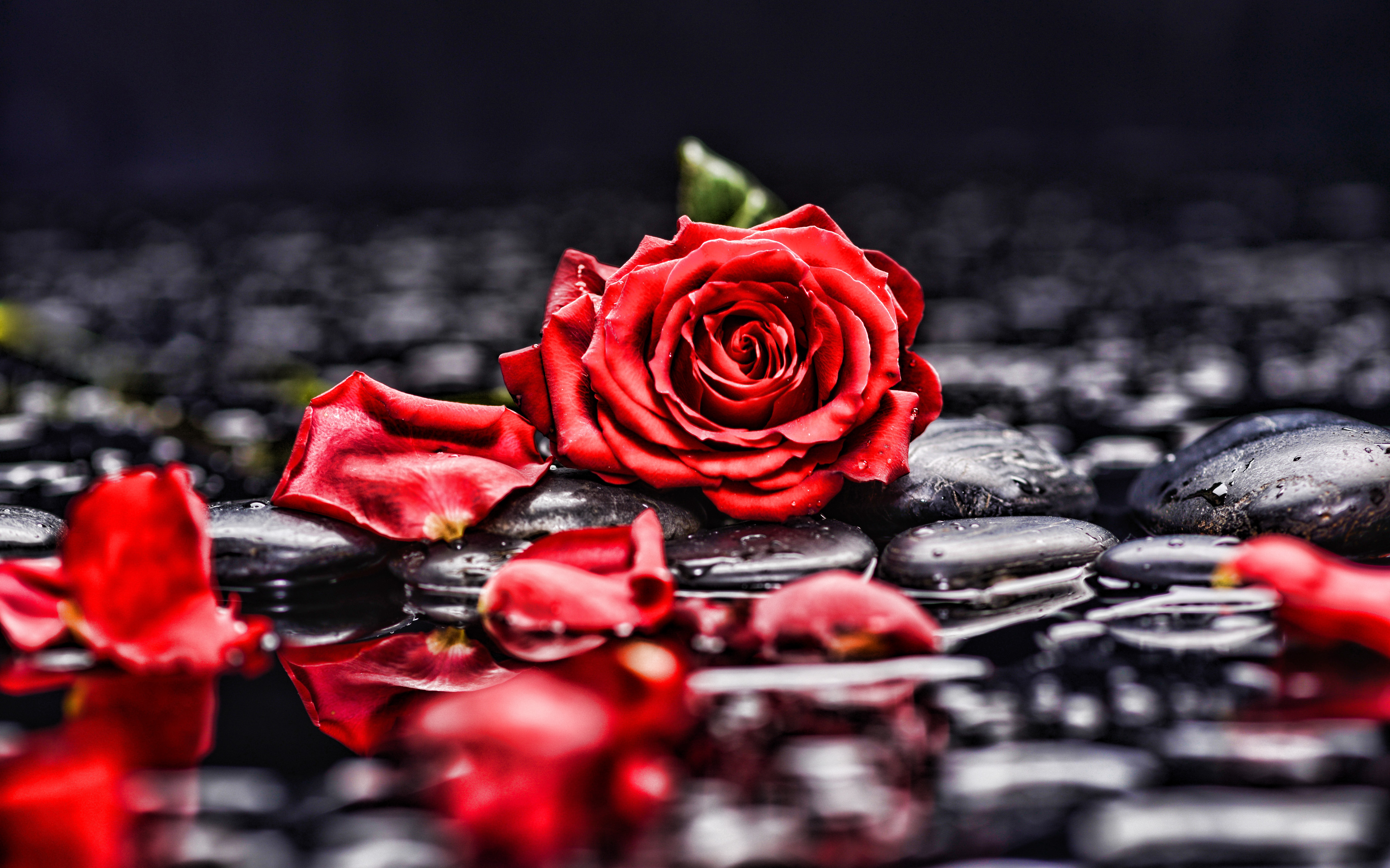 Download wallpapers 4k, red rose, black stones, water, red roses petals,  close-up, rose, red flower for desktop with resolution 3840x2400. High  Quality HD pictures wallpapers