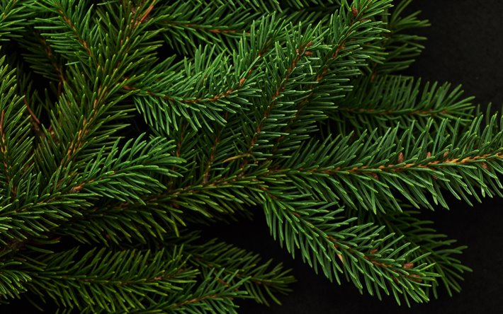 green spruce branch, spruce on a black background, background with spruce, green branch