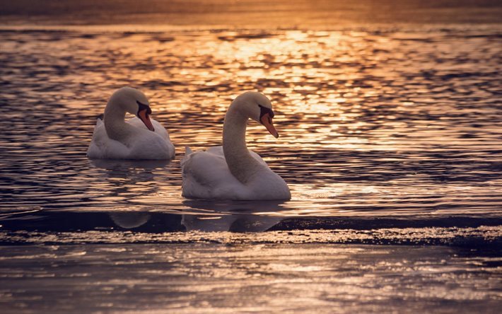 sunset, swans, lake, waves, white swans