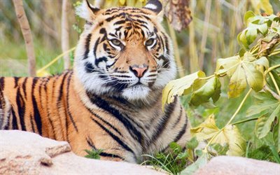 tigre, de la faune, predator