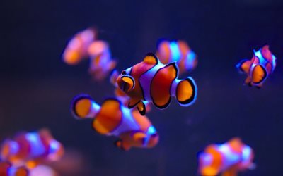 anemonenfische, kleine fische, aquarium, fisch orange