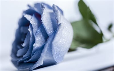 blue rose, beautiful blue flower, rose bud