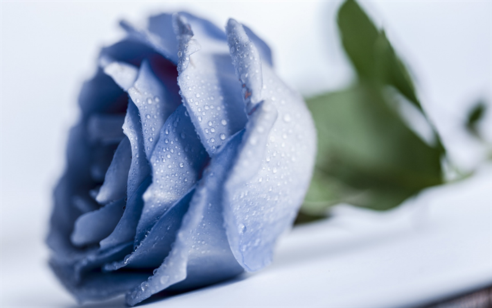 blue rose, sch&#246;ne blaue blume, rose bud