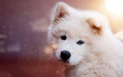 Samoyed, puppy, white furry dog, pets, cute animals, dogs